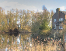 IJsvogel