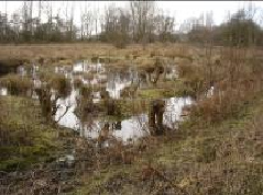 Winterbeek