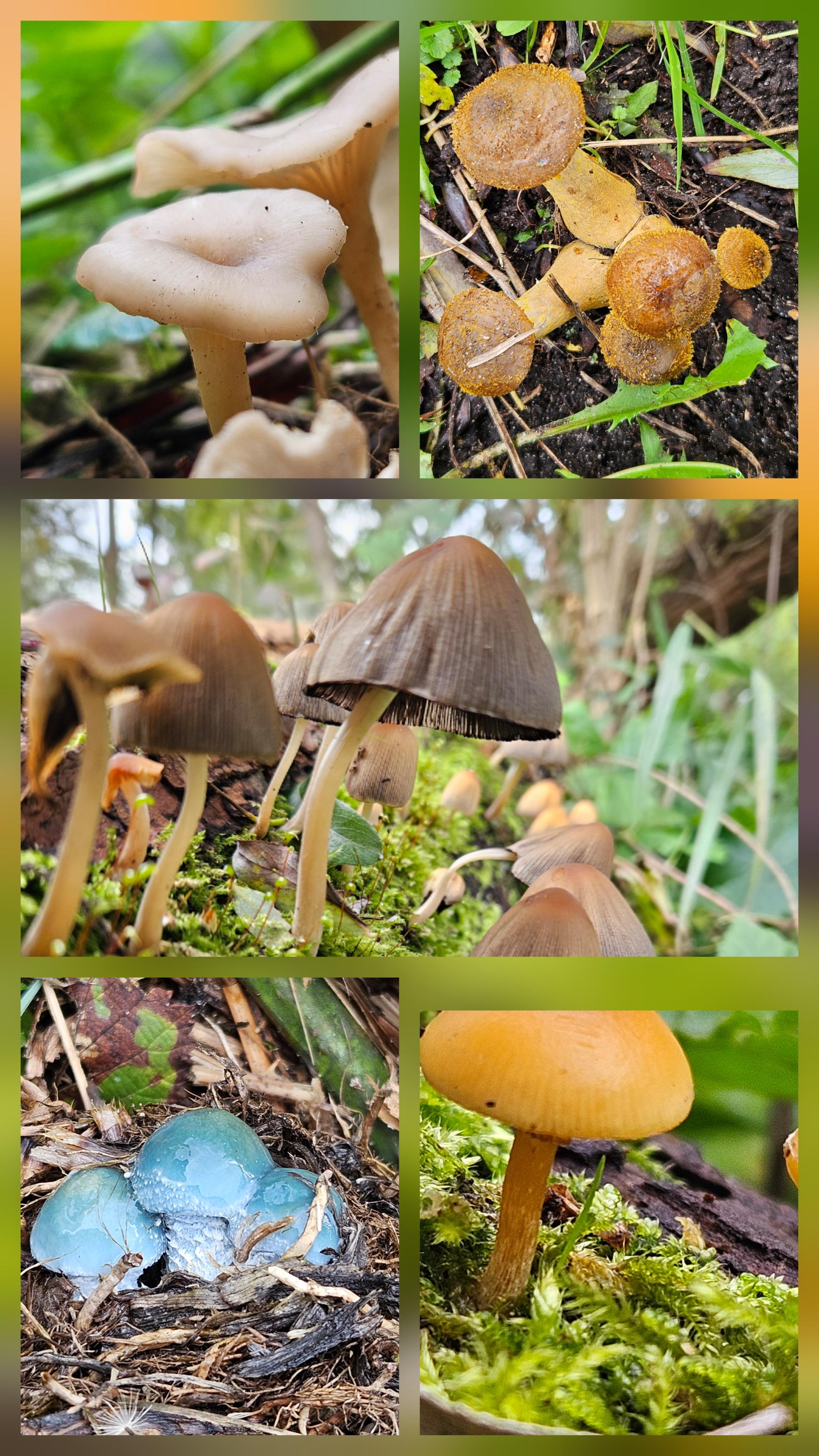 paddenstoelen