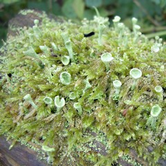 Cladonia