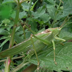 Grote groene sabelsprinkhaan