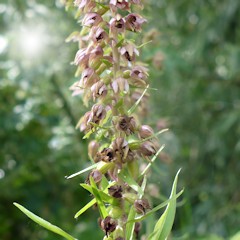 Brede wespenorchis