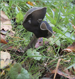 zwarte knotszwam