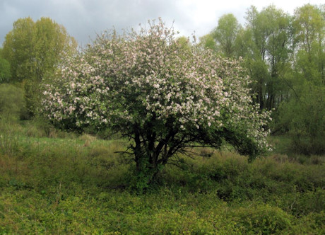 appelboompje appelboompje
