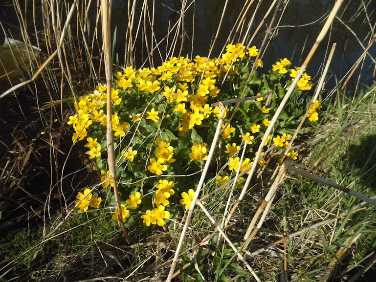 Plantyen in De Amsterdamse oeverlanden