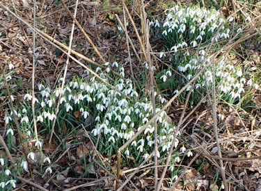 sneeuwklokjes
