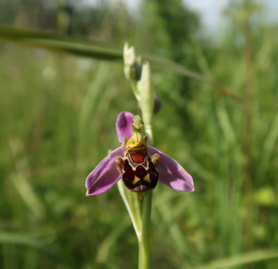 bijenorchis