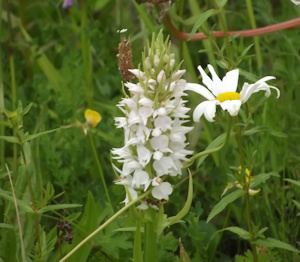 Witte gevlekte orchidee