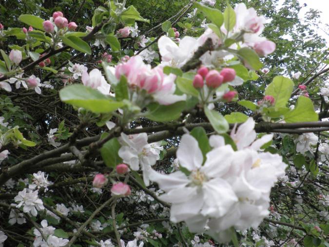 De tijd van de appelbloesem is voorbij