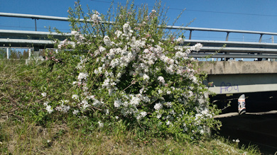 appelbomen