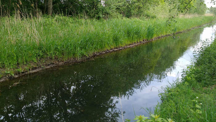 Sloot langs de Riekerweg