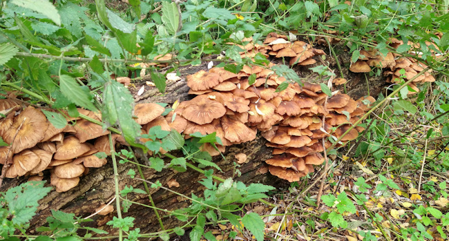 paddenstoelen