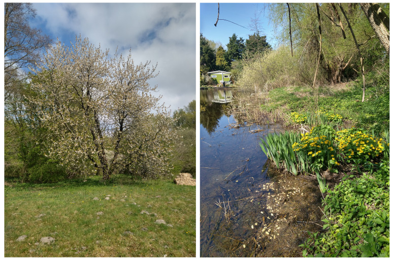 lente