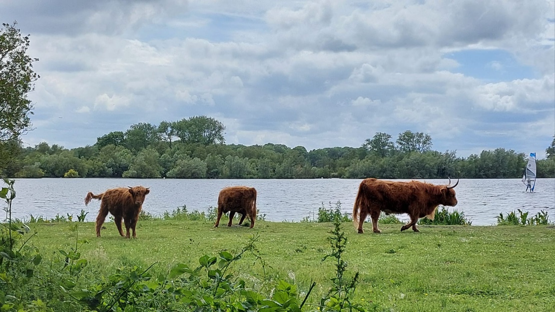 hooglanders